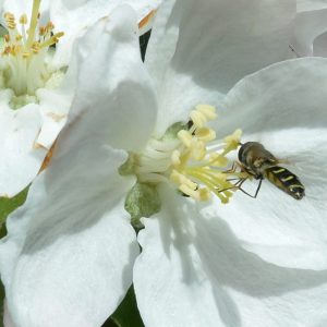 bee apple blossom webDSC_9138