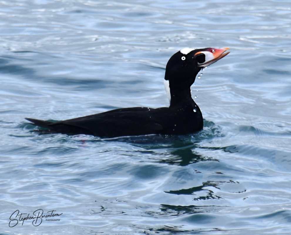 Black Scoter off Fidalgo shoreline