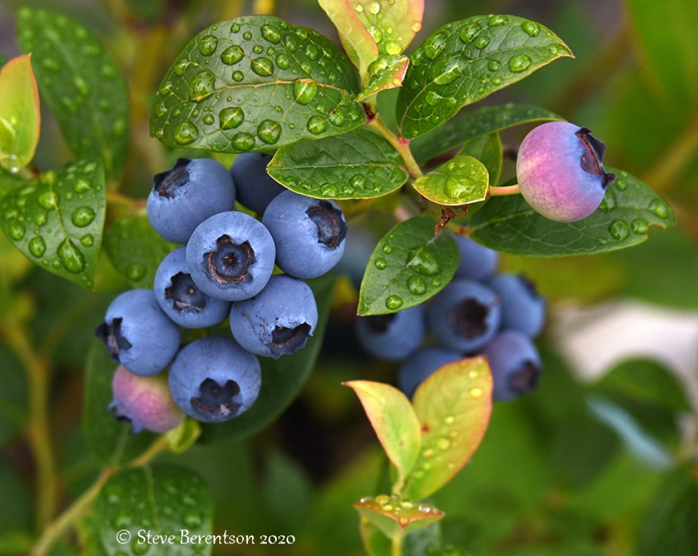 Blueberry delight