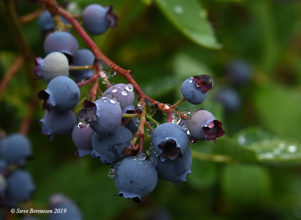 Blueberries on deck