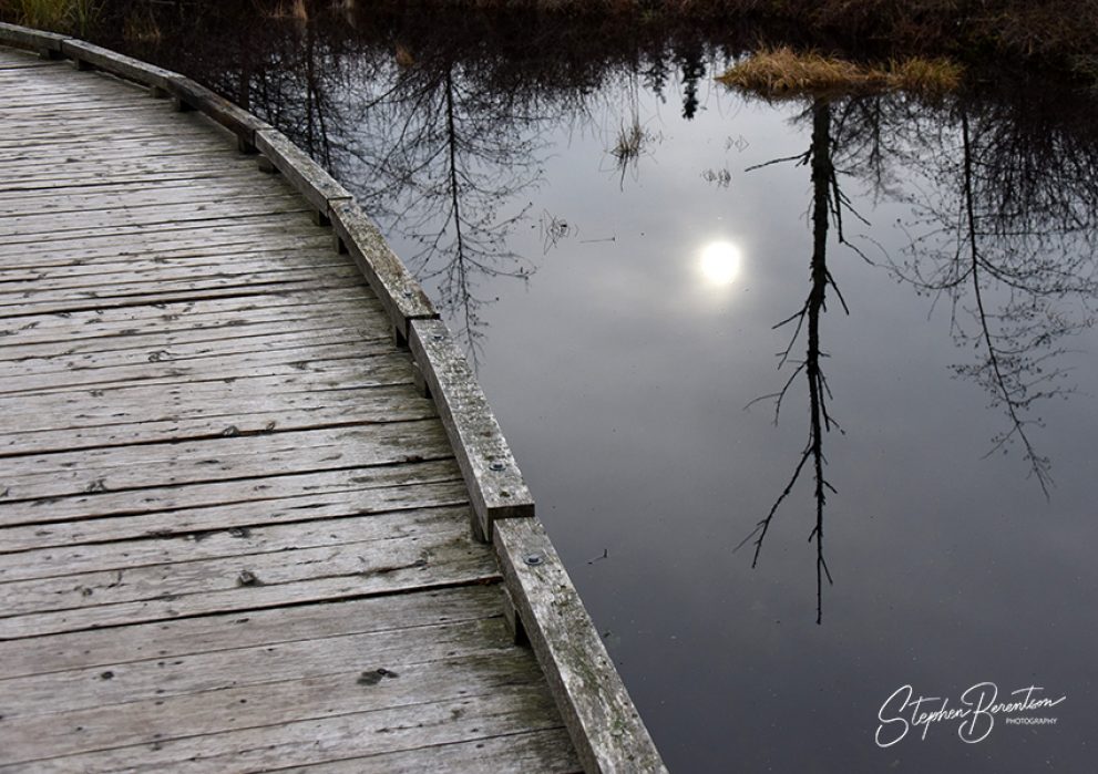 Wetland reflections