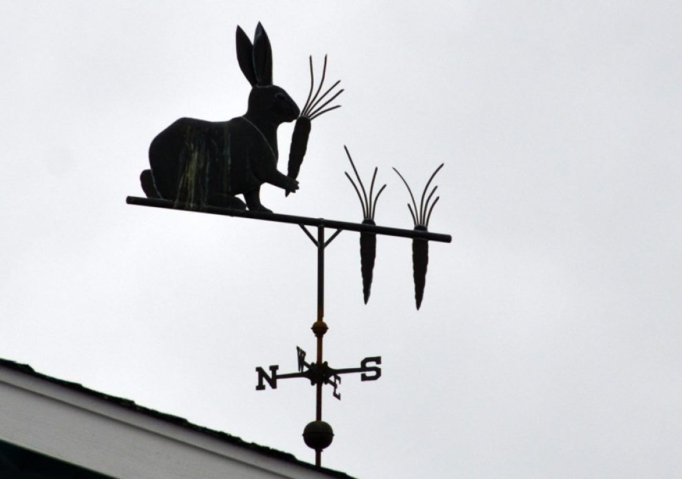 Hare in the air