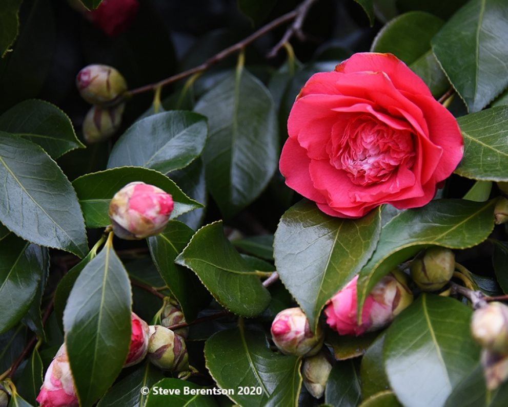 Camellia color