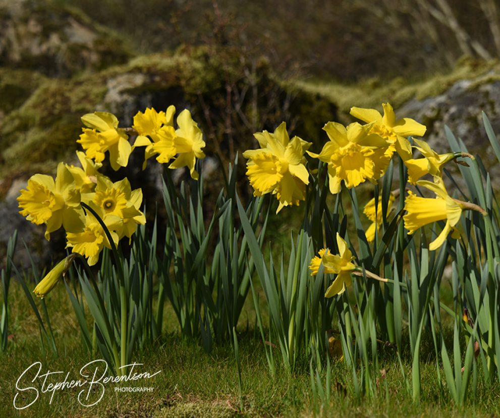 Daffodils greet at Cap Sante