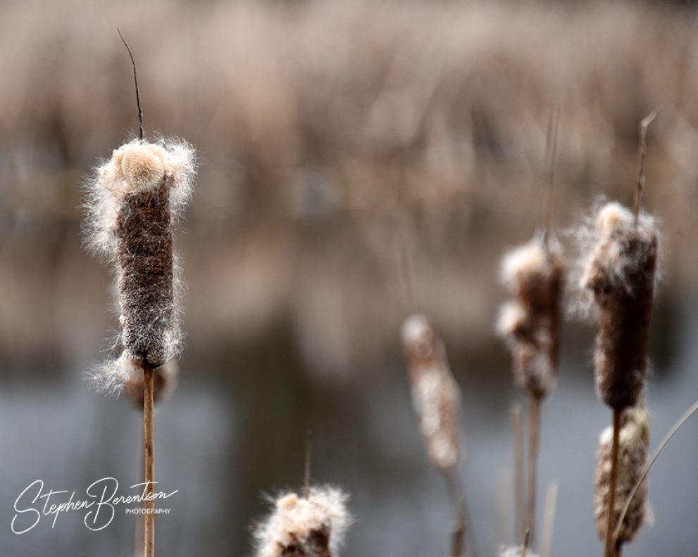Fuzzy sentinels at water’s edge