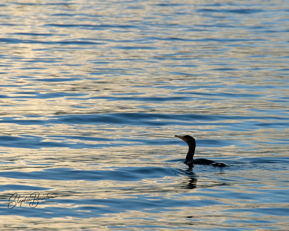 Cormorant works the shoreline
