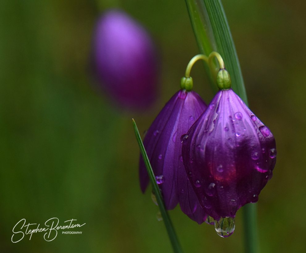 Deep purple, after rain