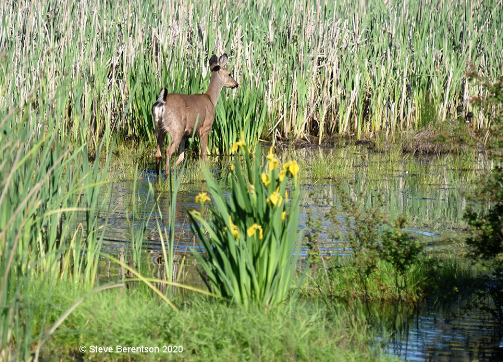 Deer crosses wetland