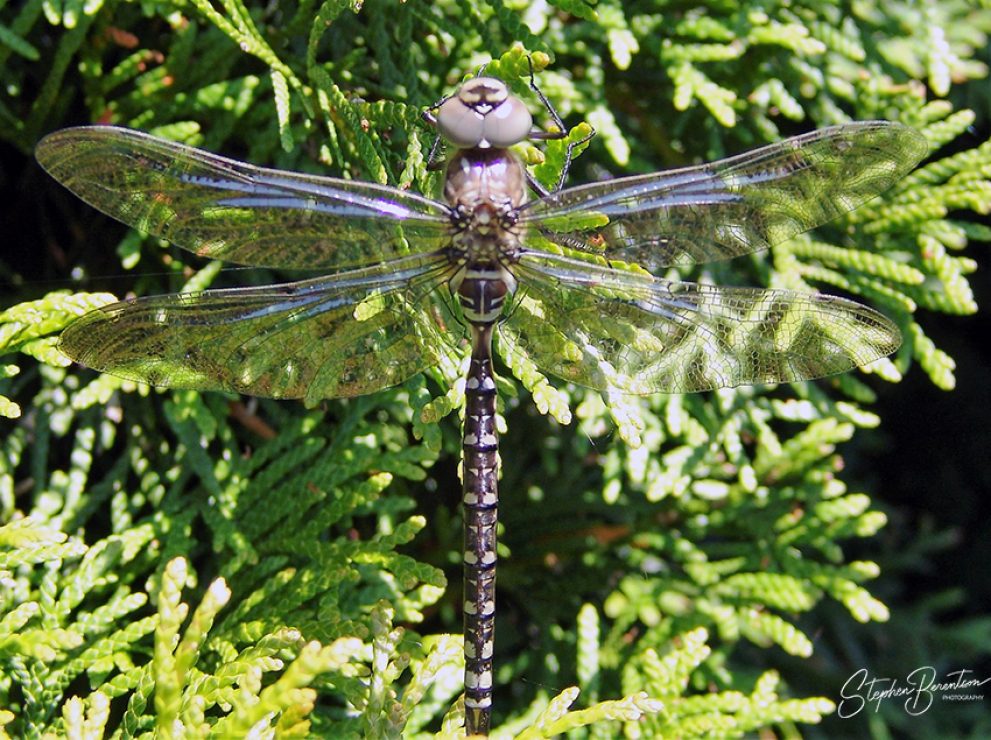 Dragonfly in all its glory