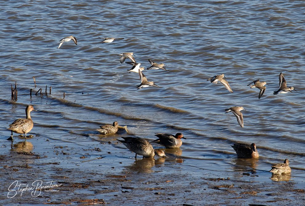 Shorebirds at Fir Island