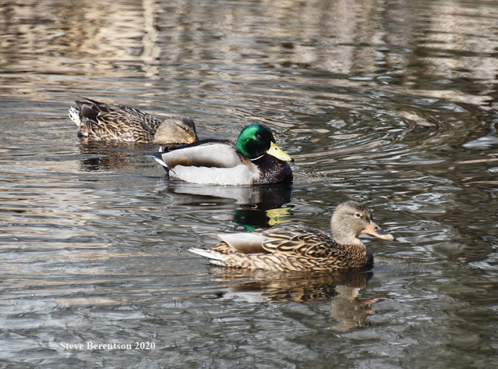 ‘Shooting’ ducks on a pond