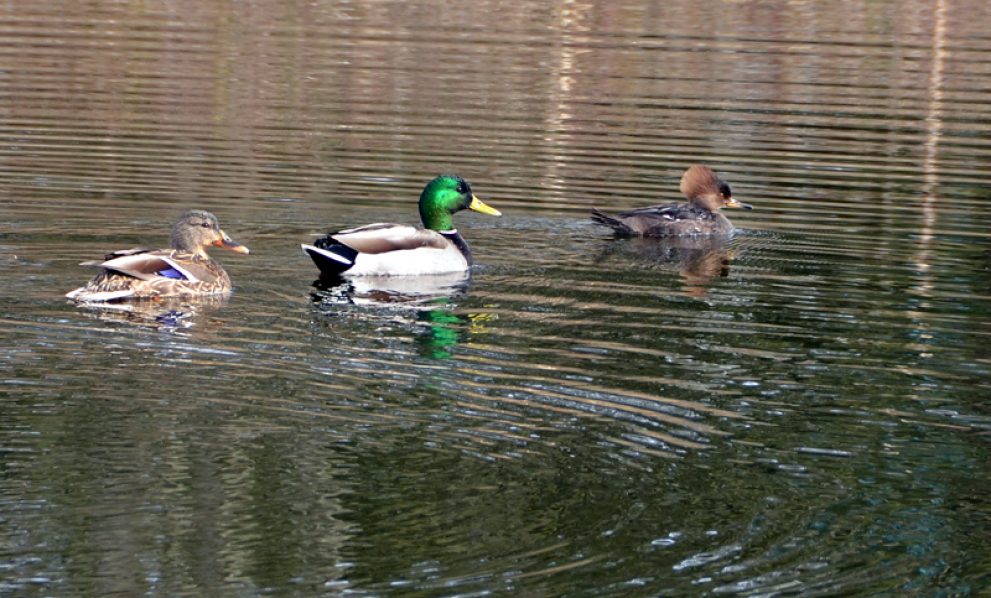 Mallard duck duo plus one