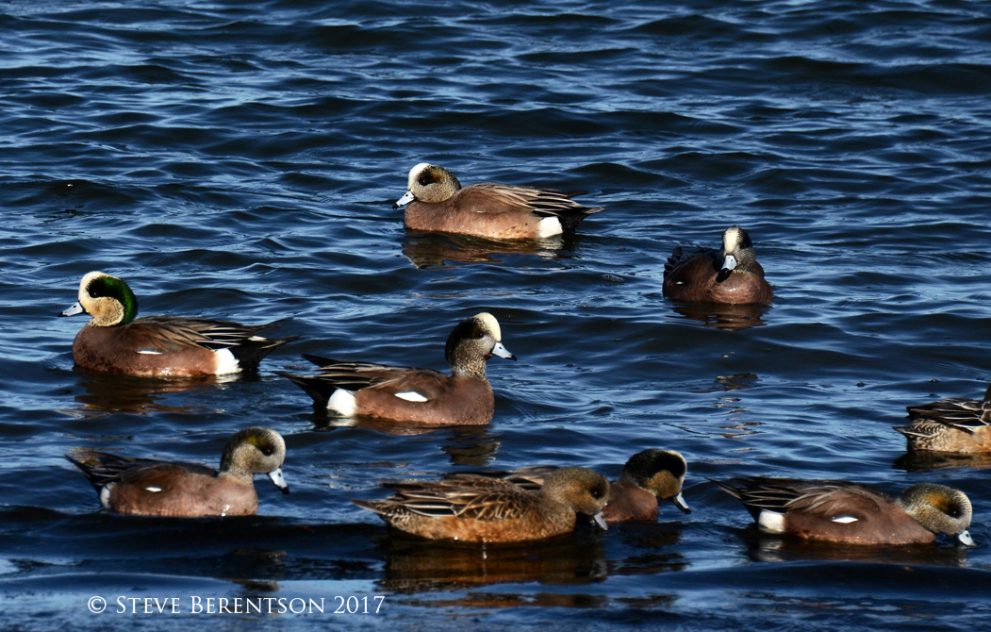 Ferry ducks