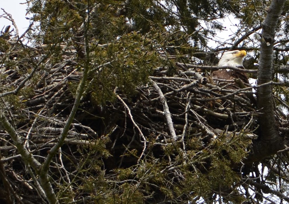 Eagle’s nest