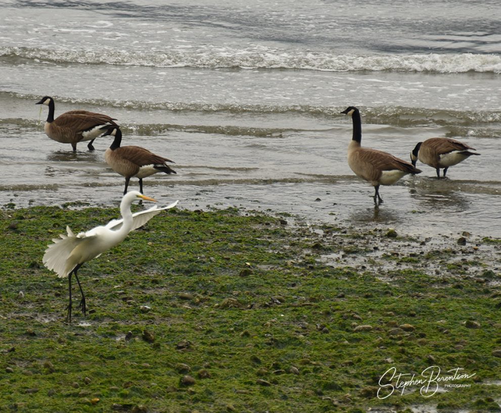 Egret drops in on geese