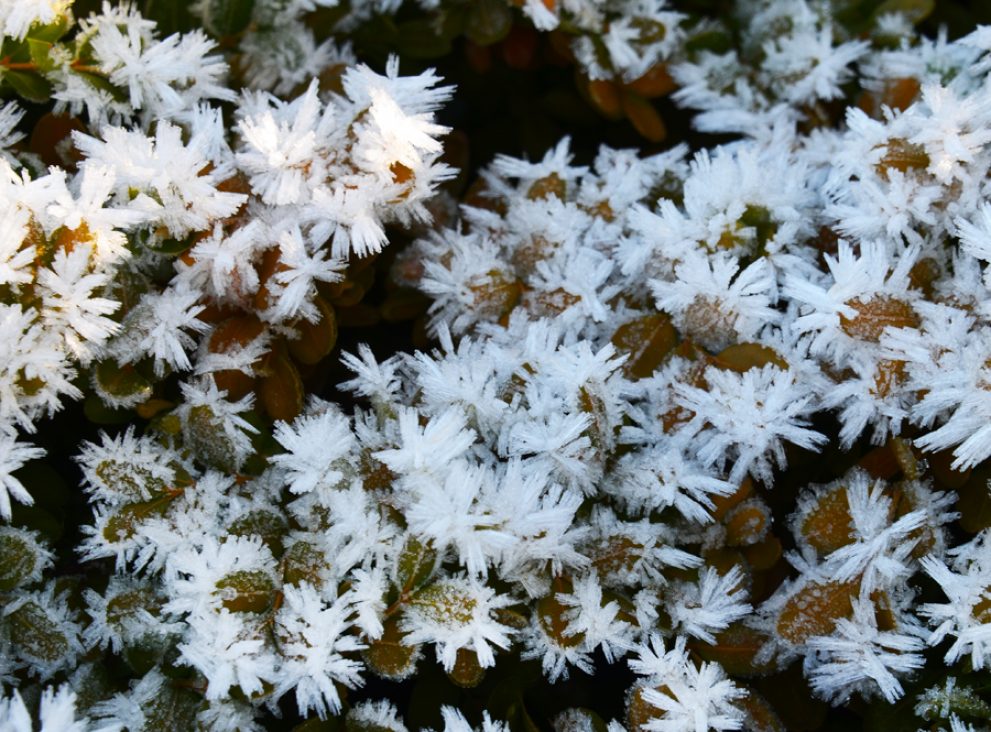 Frost blooms