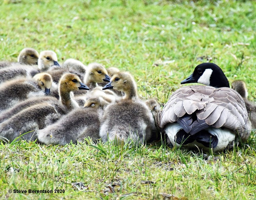 Goose & goslings