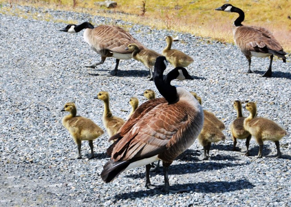 Goslings on the move