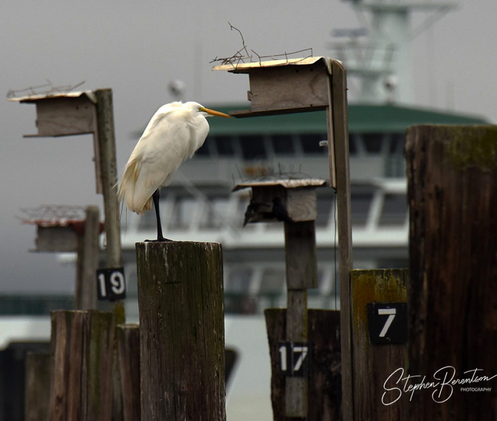Great egret at ferry terminal