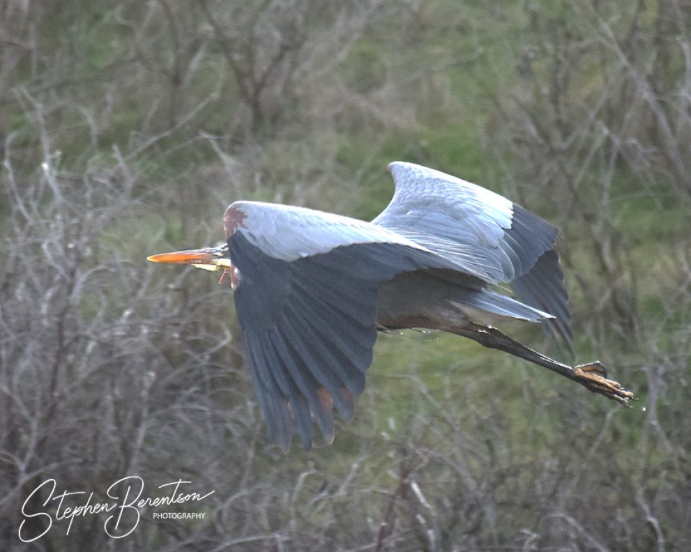 Blue heron flies through wetland