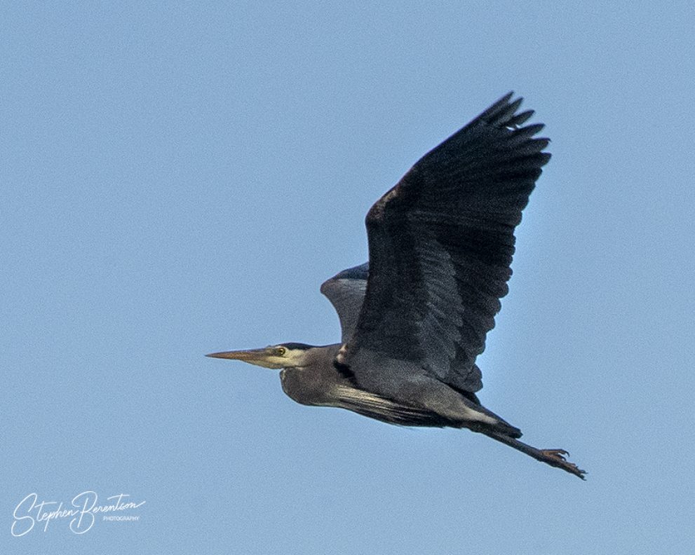 Heron fly-by