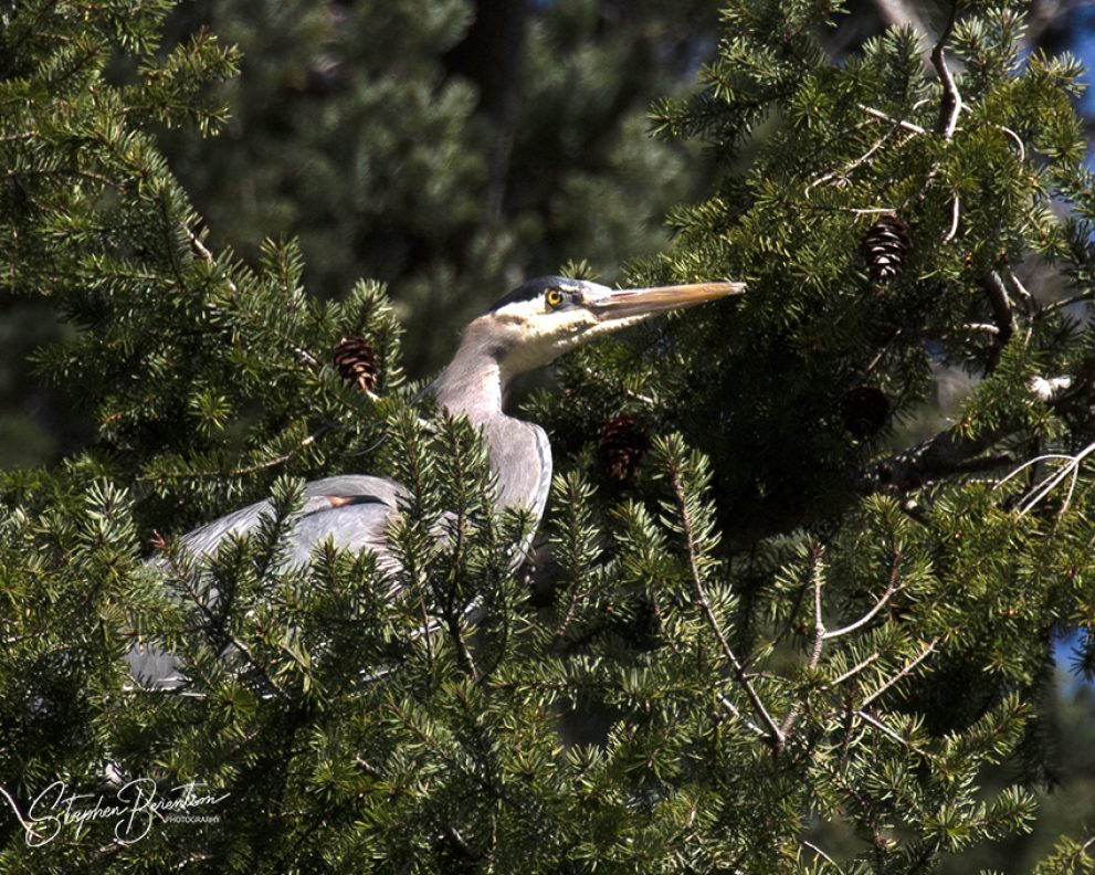 Heron in the trees