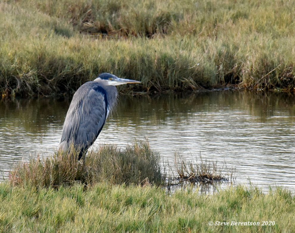 If there is a heron, there is water…
