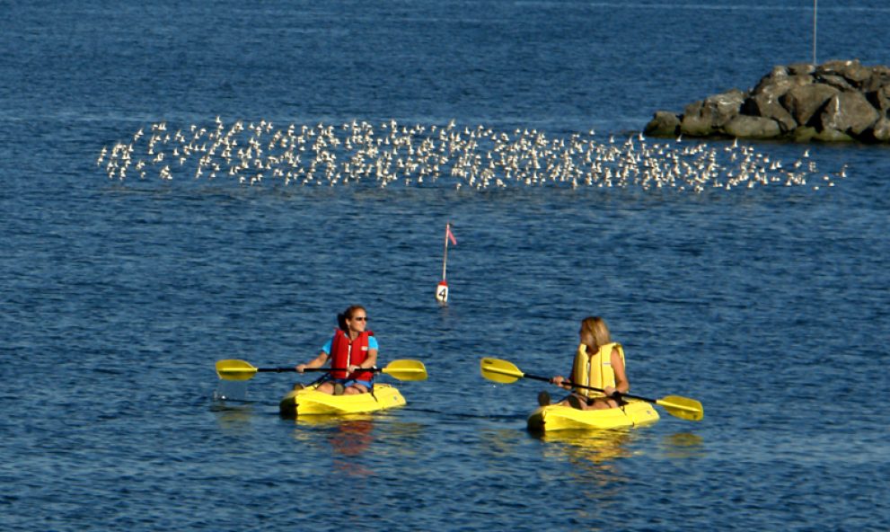 Kayaking the harbor