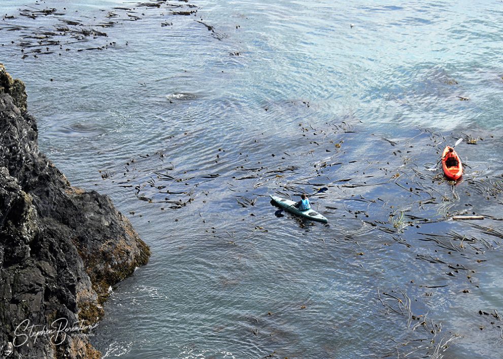 Kayaks slide through kelp bed