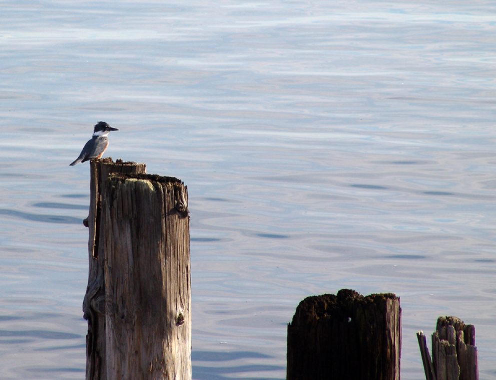 Kingfisher on the bay