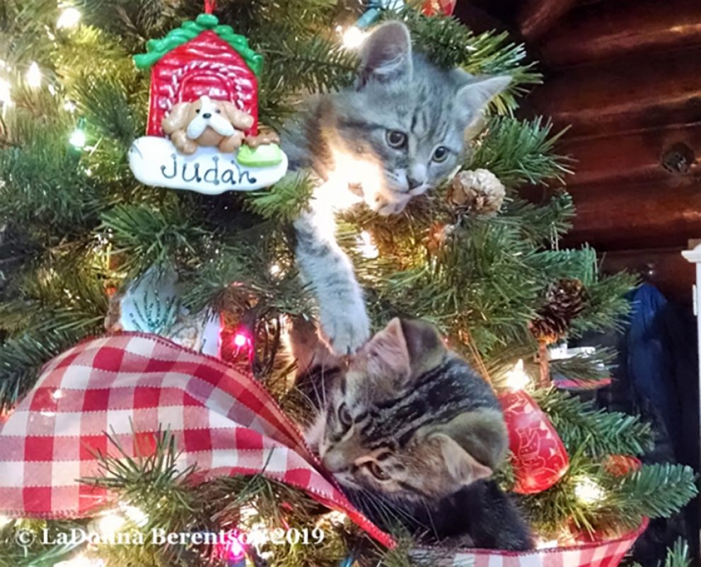 Christmas kitties animate tree