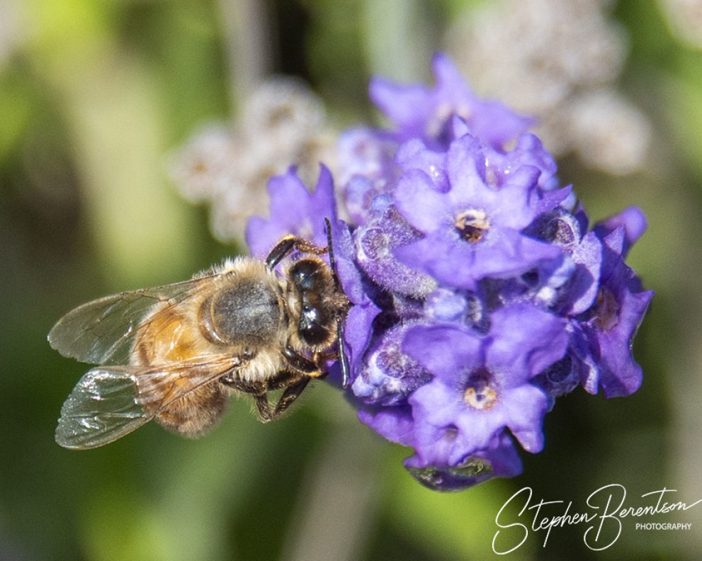 Bees work lavender bush