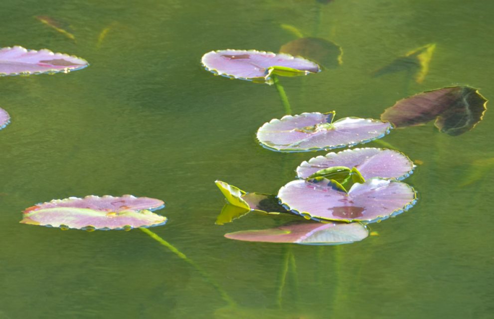 Sun splashed lily pads