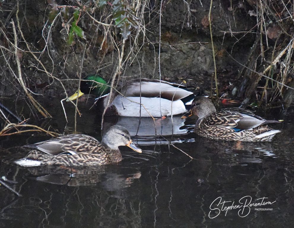Bayside duck family