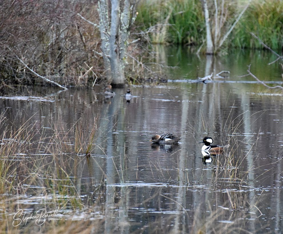 Mergansers on wetland pond