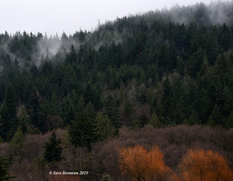 Mist on the treeline