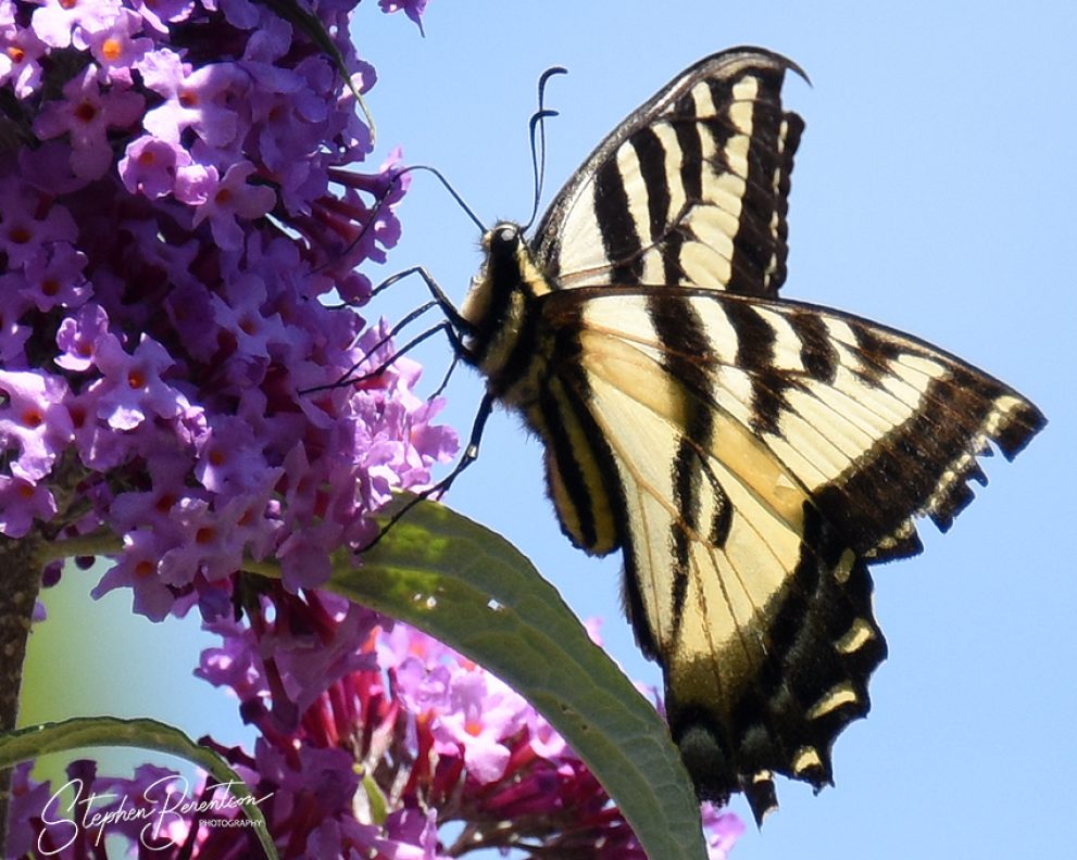Butterfly visits garden