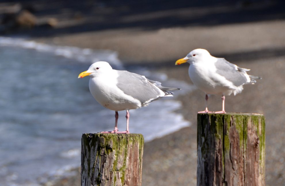 Coupla gulls