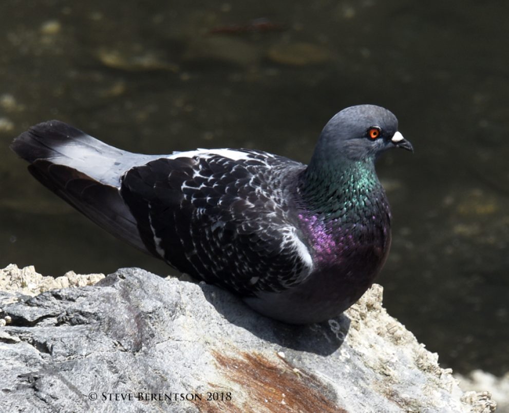 Pigeon on the rocks