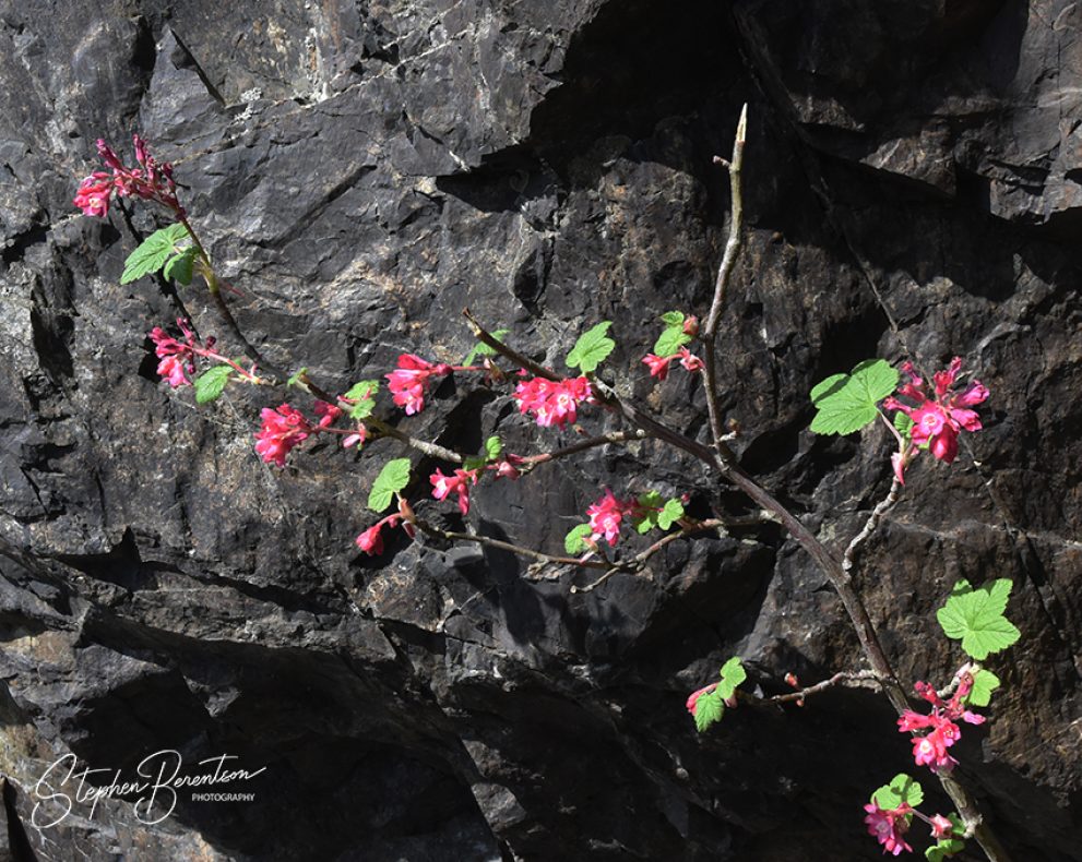 Rock wall, delicate blossoms