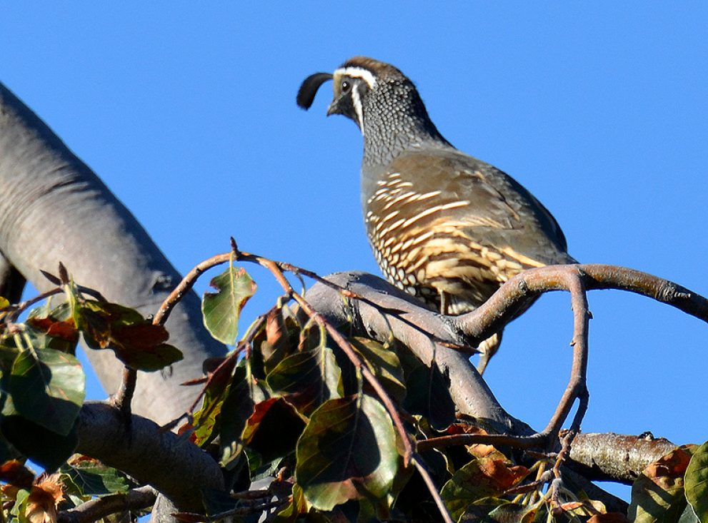 Elevated quail
