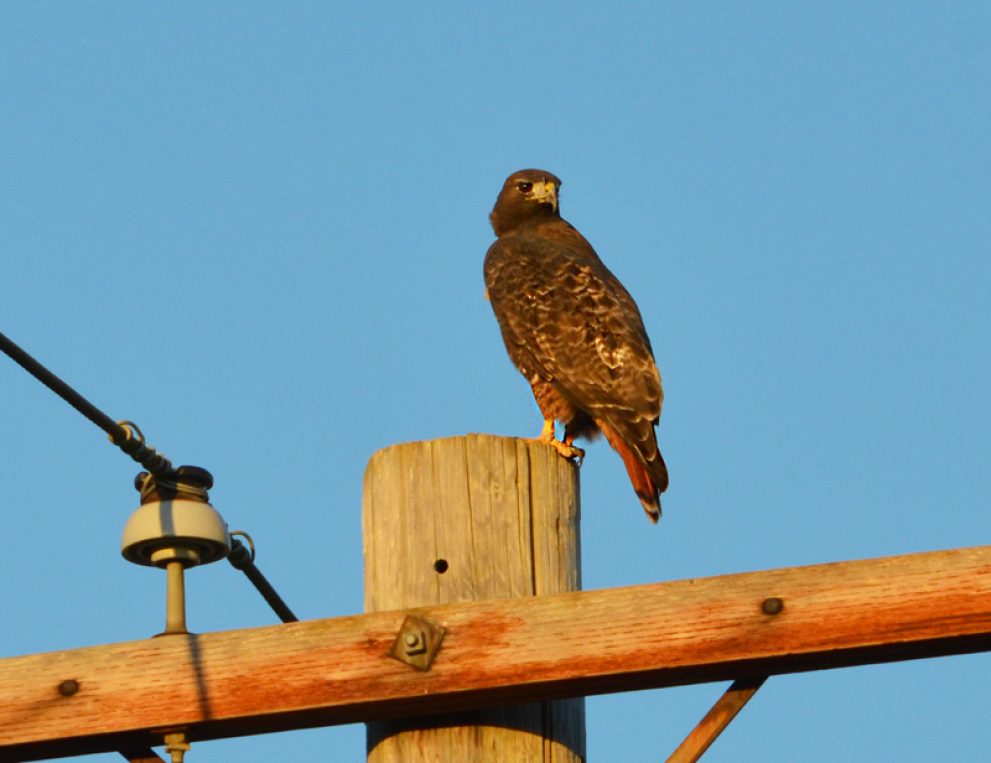 Hawk in the 'hood - Photo Gallery - Anacortes Today