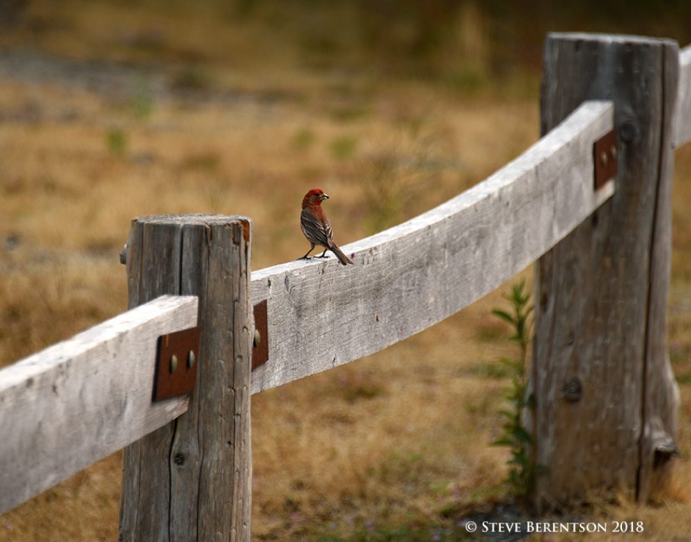Bird on a rail