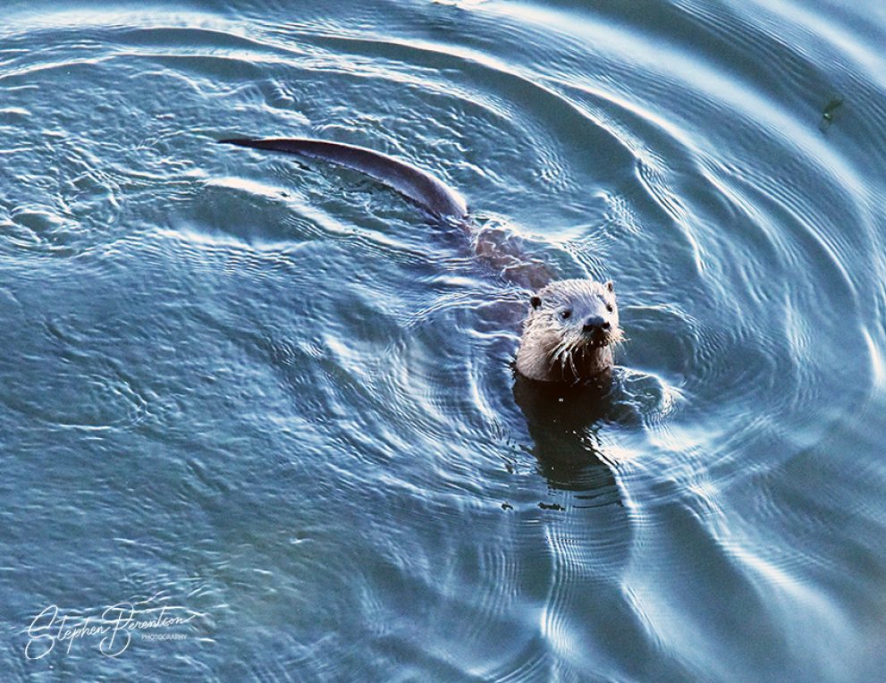 Offshore otter