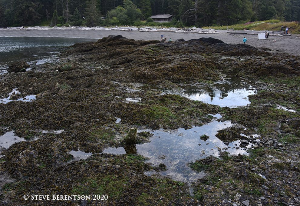 Low tide exposes marine life