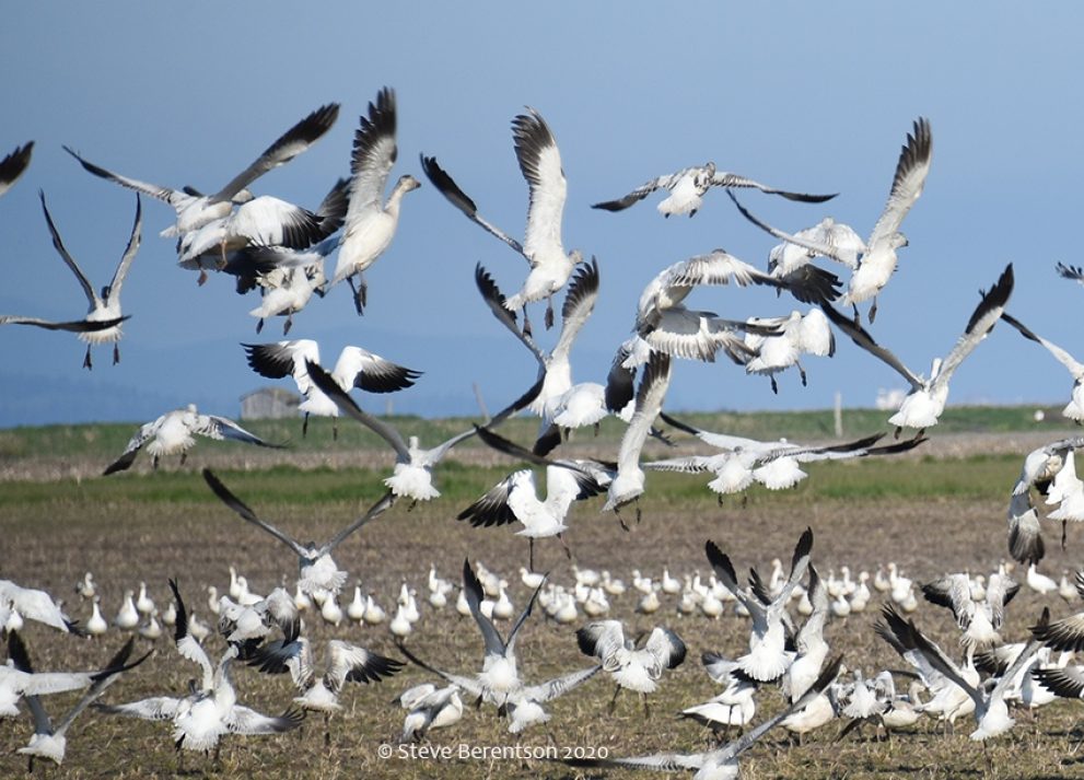 Snow geese on the flats