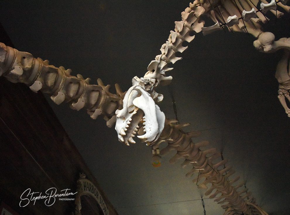 Steller sea lion skeleton