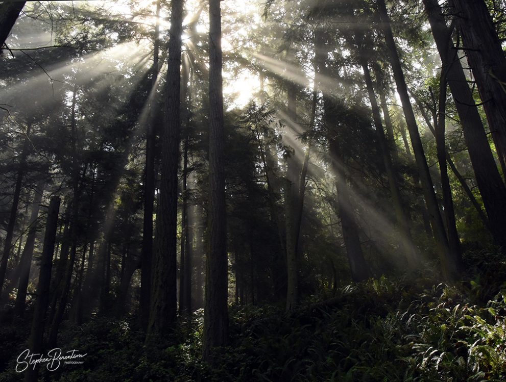 Sunrays light forest