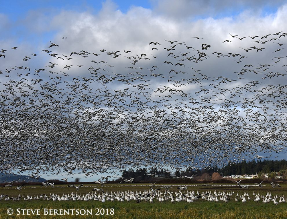 Snow flurry (geese, that is)