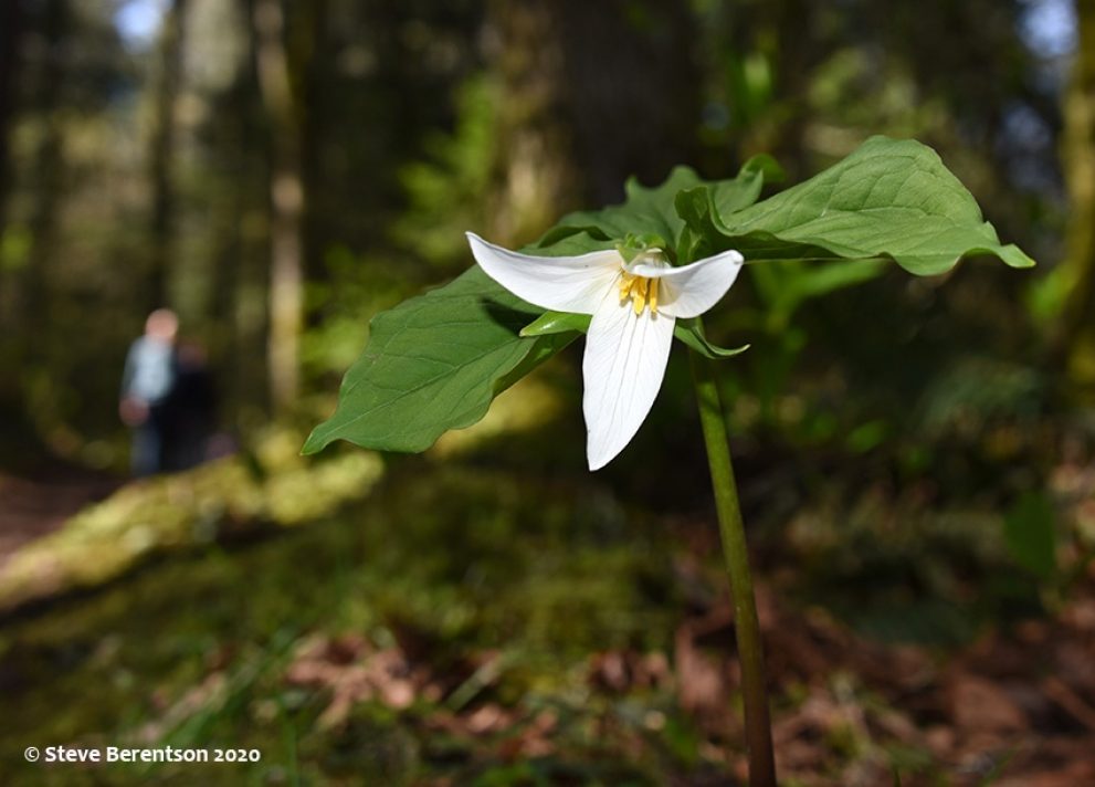 First trillium of season on forest trail